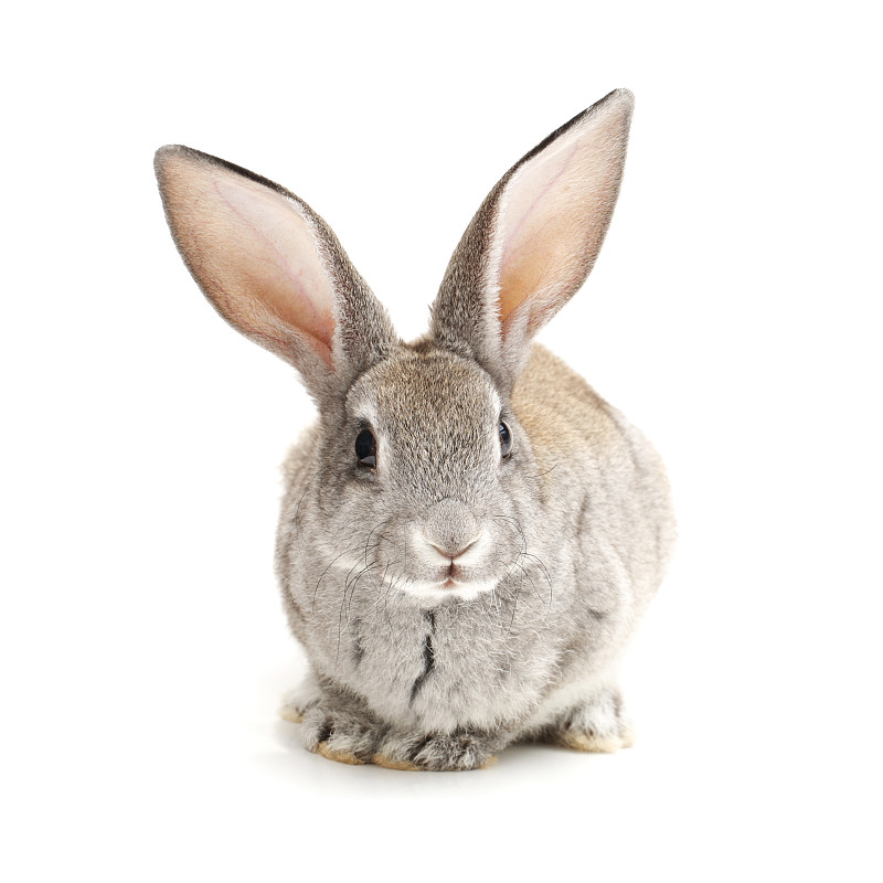 小兔子,白色背景,婴儿,兔子,幼小动物,复活节兔子,新生动物,尾巴,毛绒绒,野兔