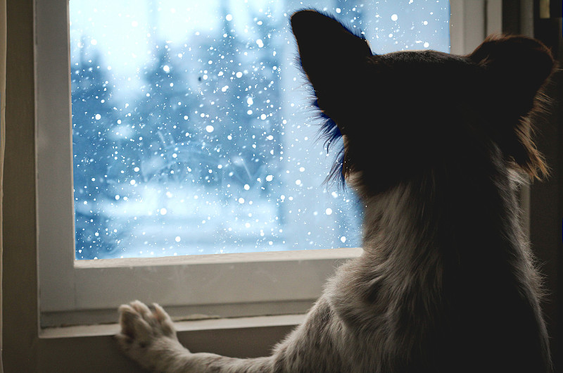 透过窗户往外看,狗,动物身体部位,窗户,雪,忠诚,冬天,爪子,宠物,动物