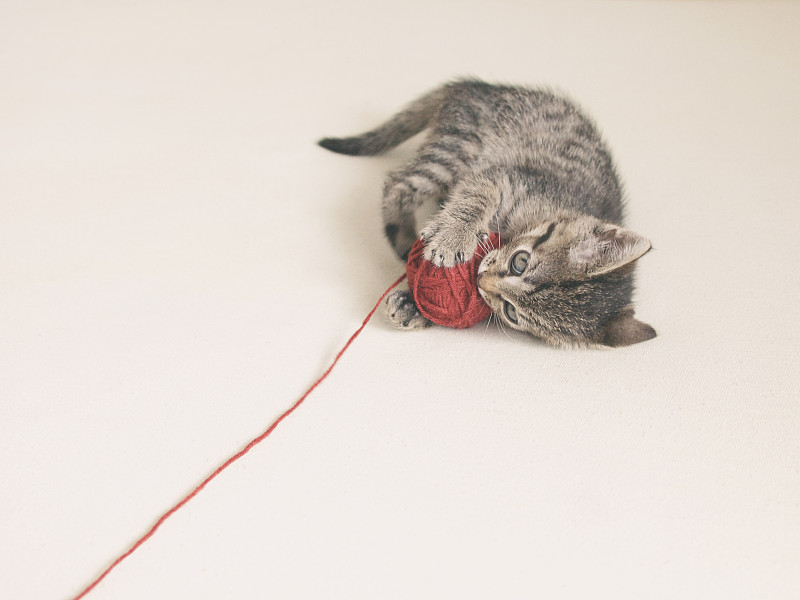 缠结的,小猫,进行中,红色,羊毛线球,斑纹,猫,球,嬉戏的,斑纹猫