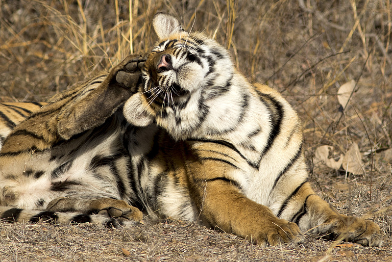 孟加拉虎,拉贾斯坦邦,印度,老虎幼崽,拉森伯恩国家公园,虎,自然,正面视角,野生动物,水平画幅