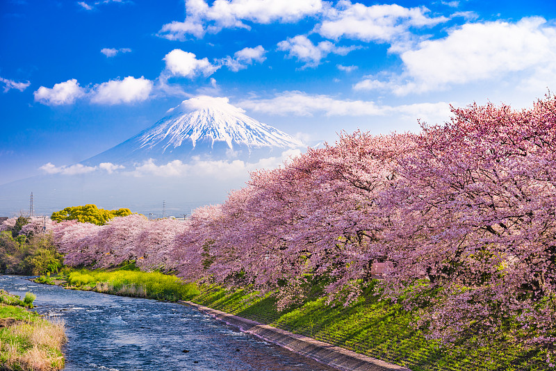 富士山,春天,花见节,富士宫,樱桃树,静冈县,富士市,樱花,东京,火山地形