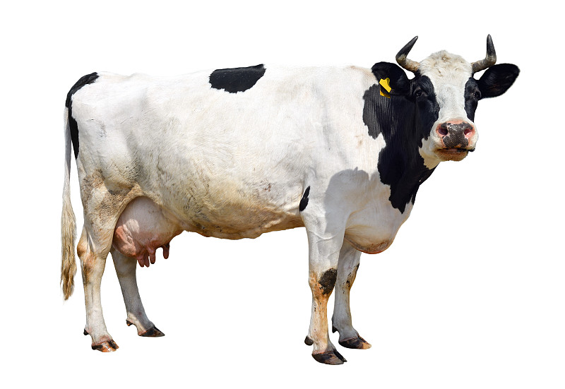 母牛,分离着色,黑白联欢晚会,家牛,有角的,小牛,乳牛场,奶制品,舌头,水平画幅