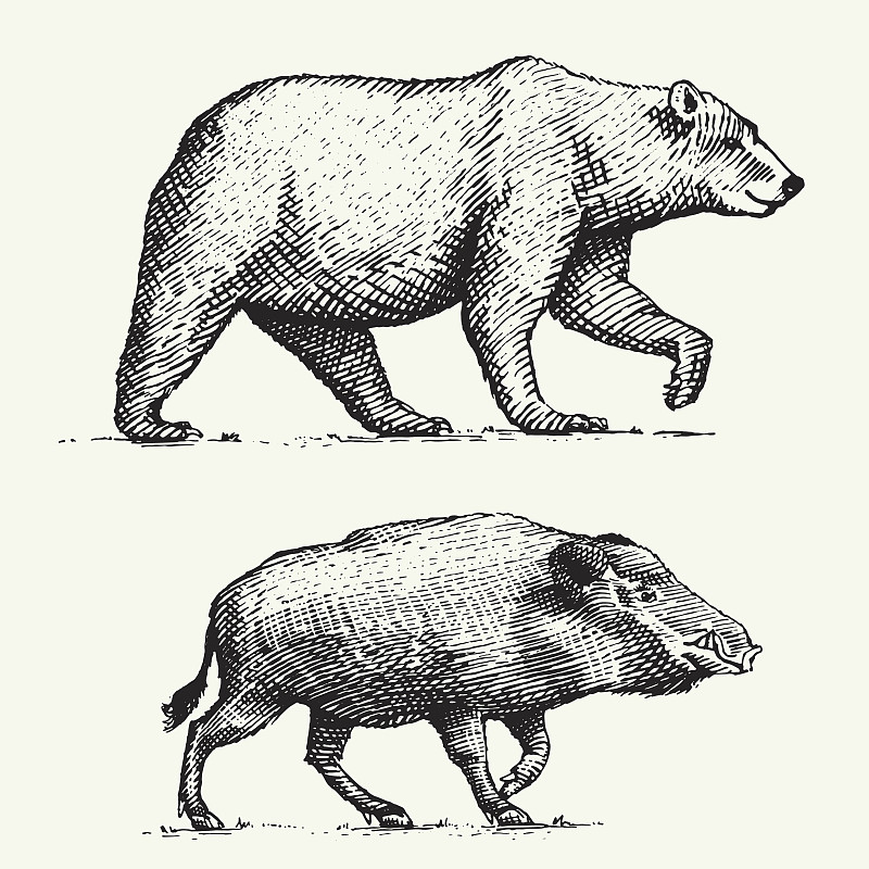 公猪,熊,棕熊,野外动物,动物,猪,草图,高雅,雕刻图像,绘制