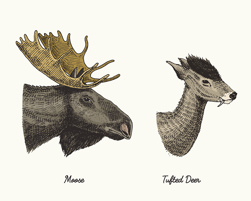 驼鹿,绘画插图,野外动物,鹿角,矢量,人的头部,黑鹿,雕刻图像,侧面视角,绘制