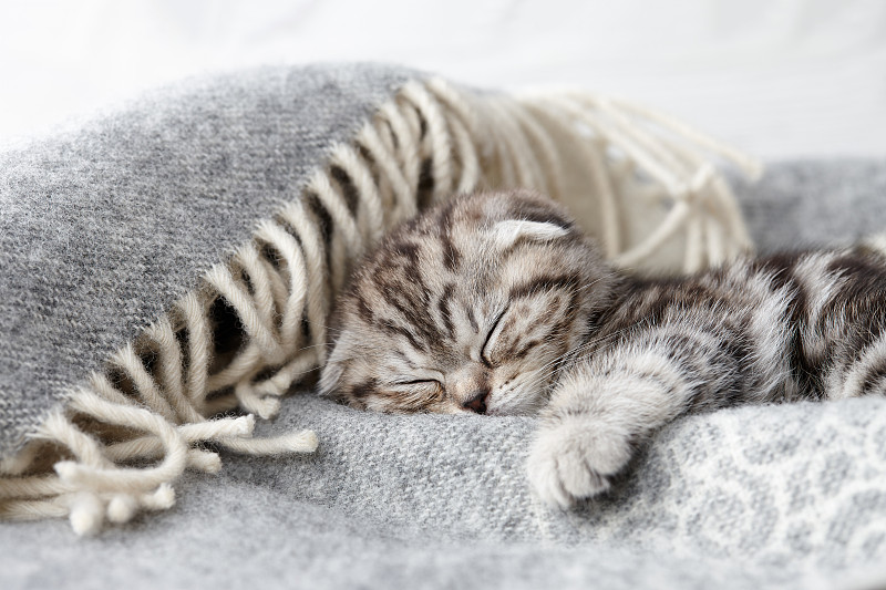 苏格兰折耳猫,小猫,可爱的,舒服,毯子,厚衣服,宠物,动物,冬天,猫