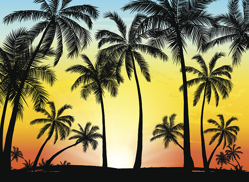 贺卡,背景,棕榈树,摇滚乐,鸡尾酒,落日海滩,棕榈沙滩镇,天堂岛,热带植物图案,请柬