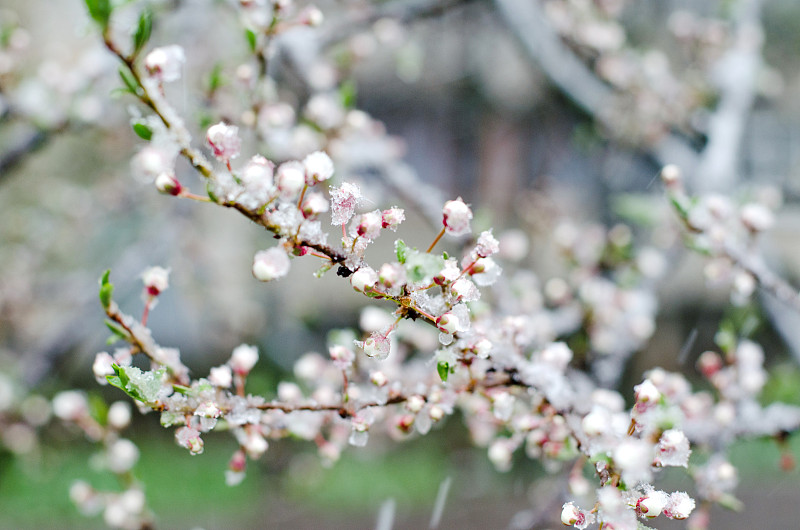 杏花,雪,有包装的,四月,深情的,杏树,开花时间间隔,大风雪,杏,花