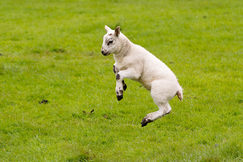 羊羔,绿色背景,绵羊,跳投,春天,春季系列,篮球运动,农业,可爱的,动物主题