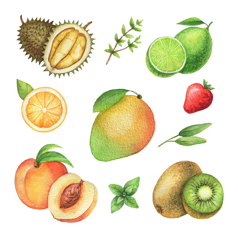 分离着色,有机食品,水果,水彩画,草本,白色背景,榴莲,桃,维生素c,酸橙