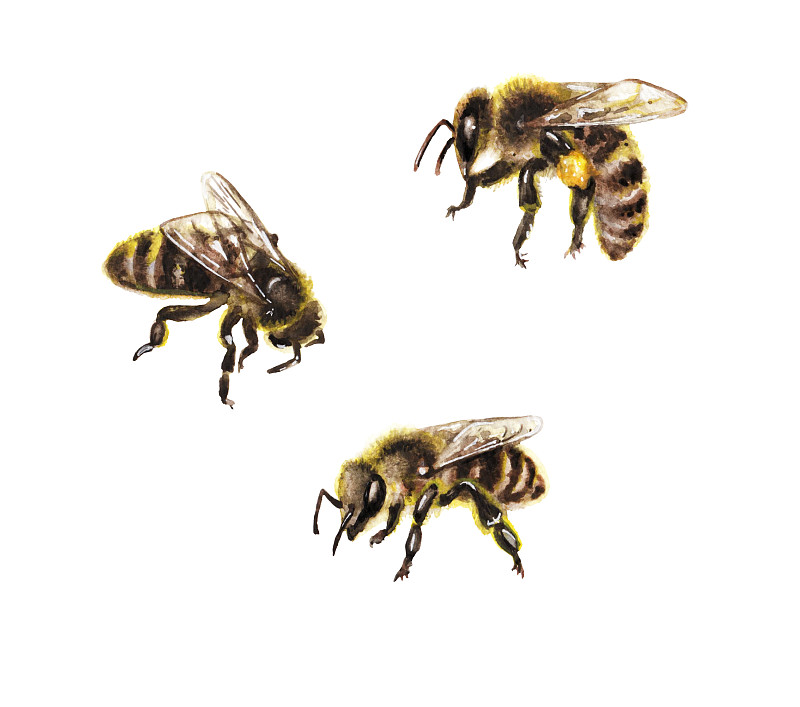 蜜蜂,白色,水彩画,工蜂,beekeeper,养蜂,昆虫,蜂箱,蜂蜜,毛绒绒