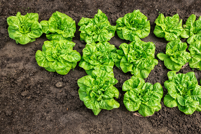 lettuce,field,栽培植物,莴苣,温室,留白,水平画幅,高视角,无人,园艺,泥土