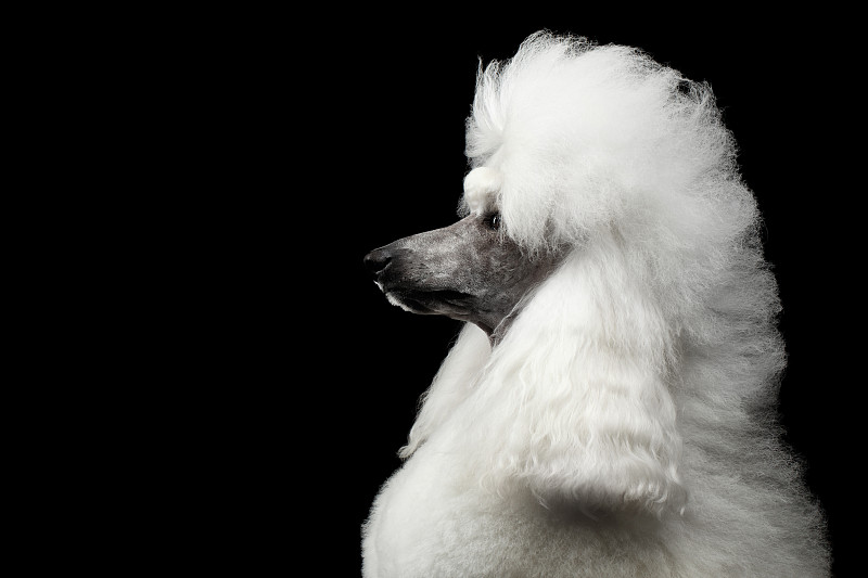 贵宾犬,白色,分离着色,注视镜头,狗,黑色背景,毛茸茸的毛皮,理毛行为,毛绒绒