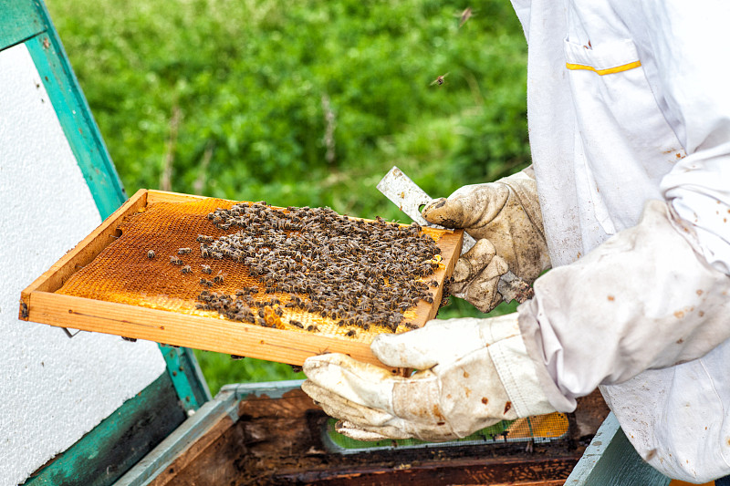 职业,蜂蜜,beekeeper,蜂蜡,蜂箱,边框,水平画幅,套装,白人,男性