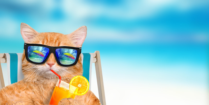 太阳镜,沙滩椅,猫,衣服,幽默,果汁,动物,柠檬水,自然界的状态,扑克牌a
