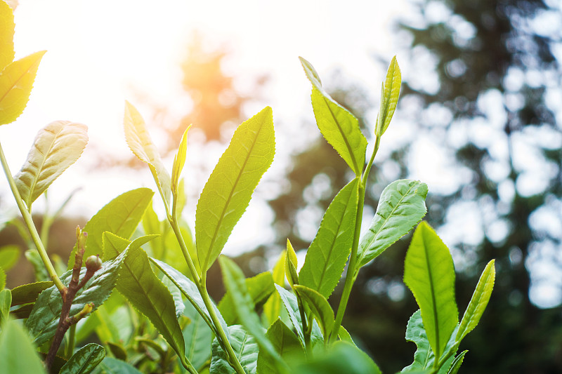 茶叶,绿茶,美,新的,水平画幅,无人,东亚,户外,植物,山
