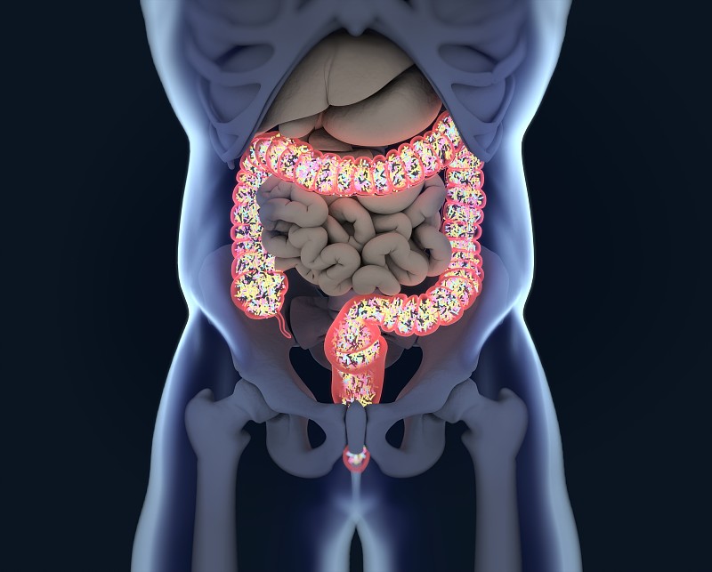 细菌,肠道,大肠,概念,人类消化系统,结肠,腹部,水平画幅,南非,摄影