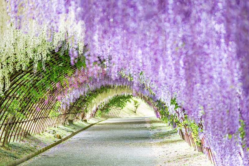 紫藤,隧道,日本,园林,富士山,福冈市,背景聚焦,拱门,前进的道路,植物学