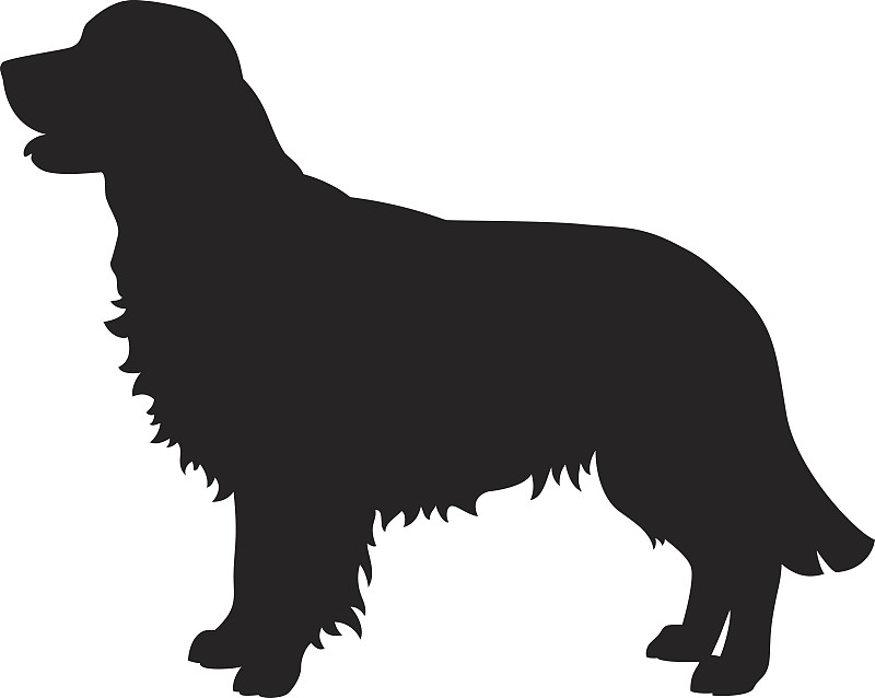 金毛寻回犬,狗,矢量,狗展,一只动物,奥地利,侧面视角,纯种犬,水平画幅,家畜