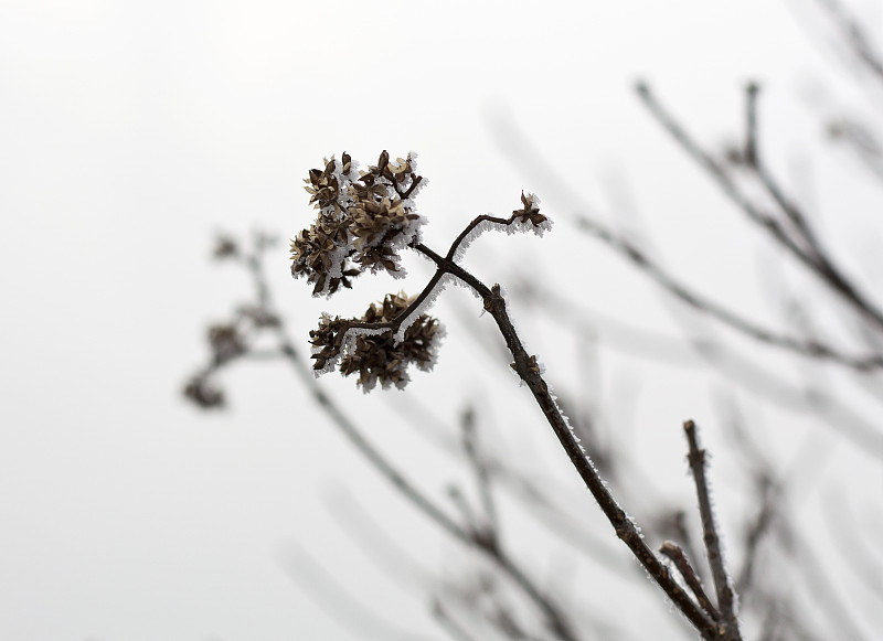 霜,植物,丽江,长城,寒冷,灰色,旅游目的地,水平画幅,无人,上海