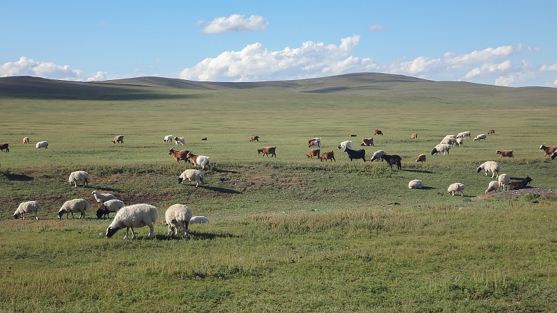田地,绵羊,洛克斯省立公园,内蒙古自治区,蒙古,东欧大草原,天空,美,水平画幅,山