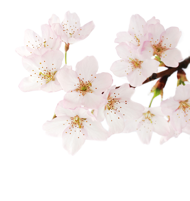 樱之花,白色背景,樱花,垂直画幅,美,新的,樱桃,无人,特写,明亮
