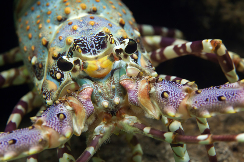 大螯虾,加勒比龙虾,百慕大,十足目,海洋生命,巴哈马国,龙虾,墨西哥湾,珊瑚,礁石
