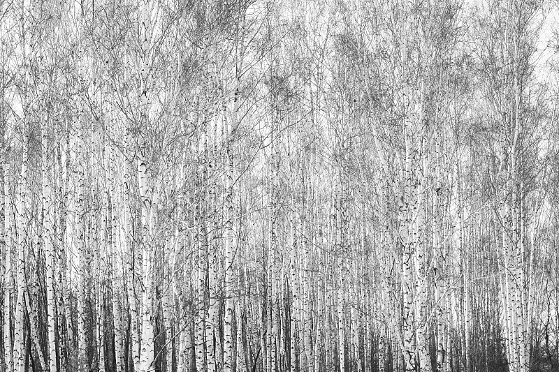 白桦,黑白图片,小树林,秋天,植物表皮,白杨类,面神经,满画幅,树蛇,森林