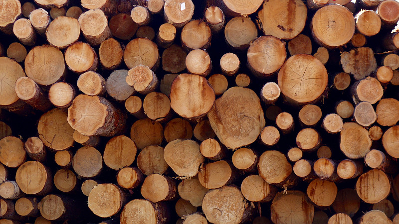 横截面,圆木,伐木搬运业,木料堆,全球变暖,高对比度,木材场,森林开伐,磨坊,大不列颠哥伦比亚