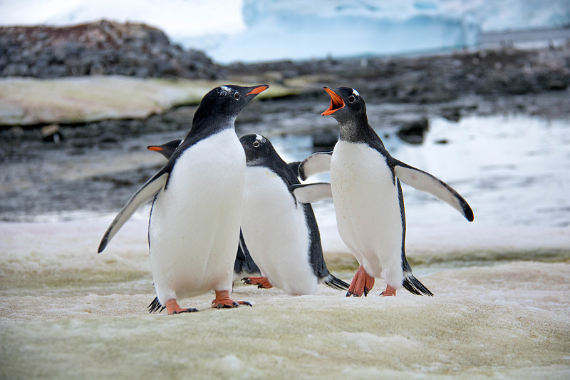 巴布亚企鹅,南极洲,动物喊叫,企鹅,水平画幅,雪,户外,指着,摄影,站