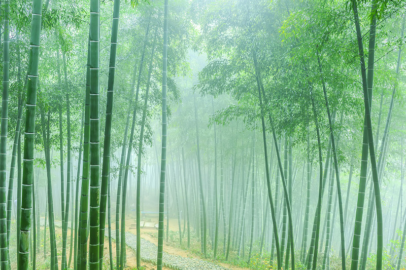 竹,岚山,小树林,竹林,花科植物,植物园,风水,单车道,植物茎,枝繁叶茂