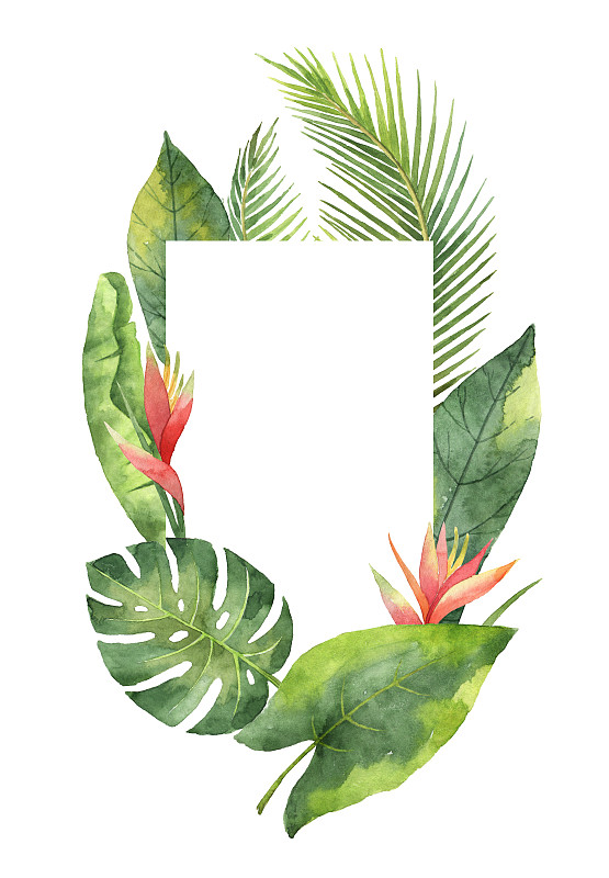 叶子,枝,白色背景,水彩画,分离着色,鸡尾酒,长方形,边框,热带植物图案,热带树