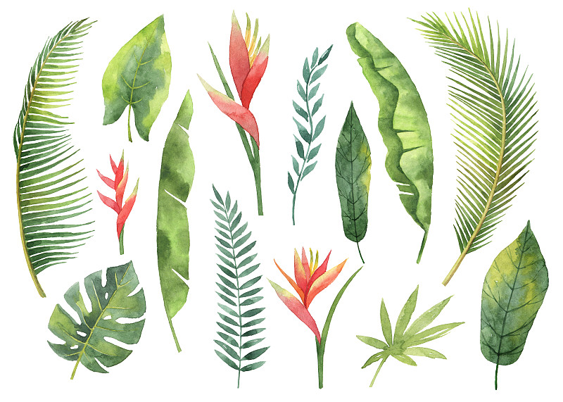 叶子,枝,分离着色,鸡尾酒,白色背景,水彩画,植物学,热带植物图案,热带气候,棕榈沙滩镇