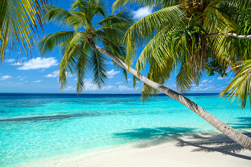 背景,天体海滩,鸡尾酒,天堂岛,马尔代夫,印度洋,绿松石色,泻湖,水湾,棕榈树