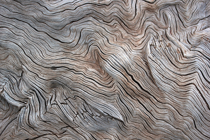 植物表皮,浮木,树林,木纹,有节疤的木料,满画幅,根部,自然界的状态,木隔板,木材