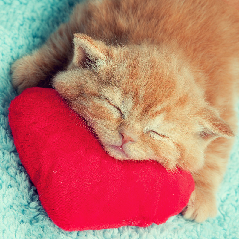枕头,小猫,小的,红色,心型,猫,生姜,情人节,美,奶油