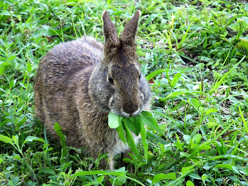 棉尾兔,沼泽兔,兔子,哺乳纲,美国,水平画幅,小的,野外动物,草,湿地