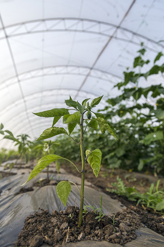 青椒,秧苗,丰富,温室,栽培植物,瓢虫,灯笼椒,垂直画幅,枝繁叶茂,软管