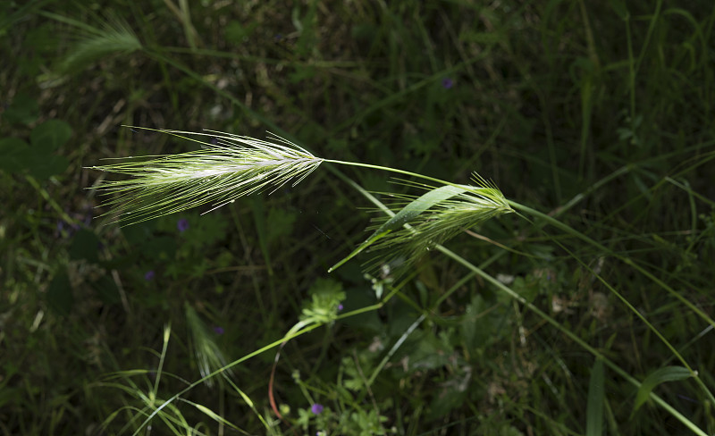 鼠大麦,狐尾草barley大麦,自然,田地,水平画幅,无人,意大利,户外,叶子,野生植物