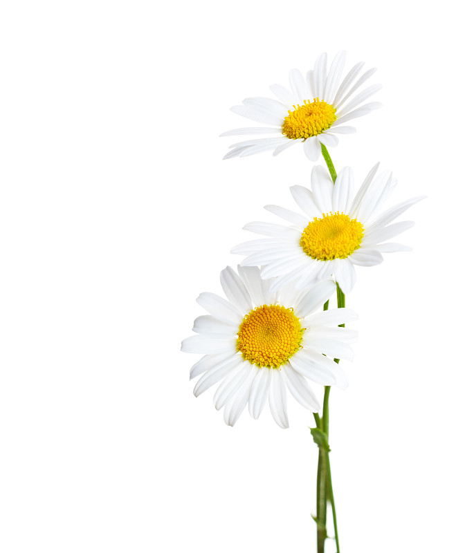 Three,flowers,of,D?hamomiles,,(,Ox-Eye,Daisy,),isolated,on,a,white,background