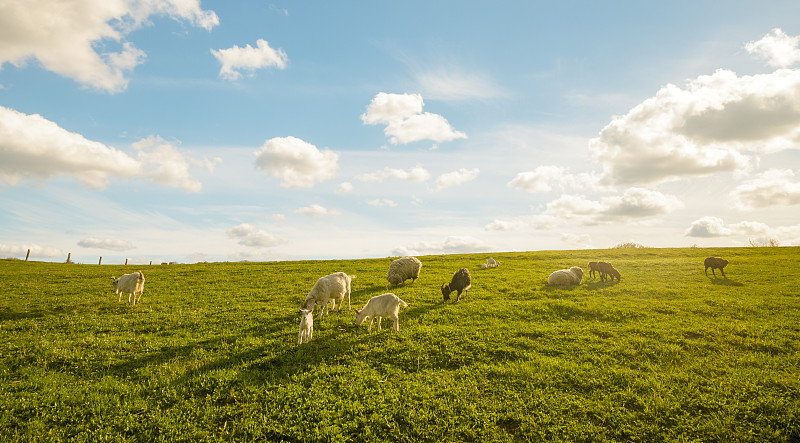 山羊,兽群,草地,小的,日光,白昼,羊群,牧场,食草,爬