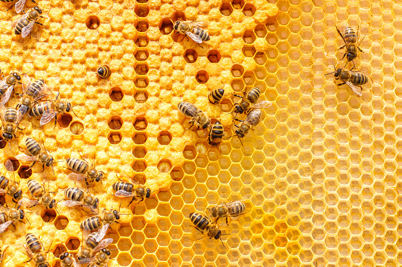 幼虫,蜜蜂,梳子,彼得罗,蜂箱,养蜂,beekeeper,蜂窝,花粉,六边形