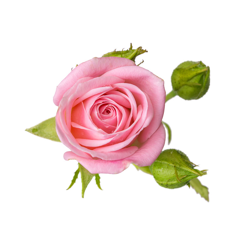 玫瑰,花蕾,白色背景,粉色,分离着色,美,夏天,特写,完美,明亮
