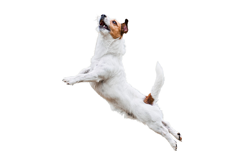 梗犬,狗,白色,分离着色,体育界,上下跳动,杰克拉瑟短腿犬,纯种犬,犬科的,敏捷