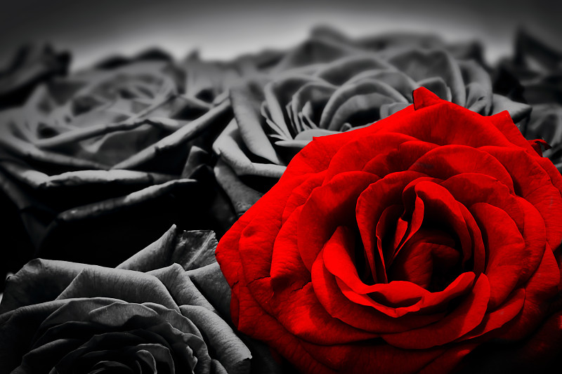 玫瑰,黑白图片,红色,贺卡,浪漫,美,艺术,芳香的,水平画幅,无人
