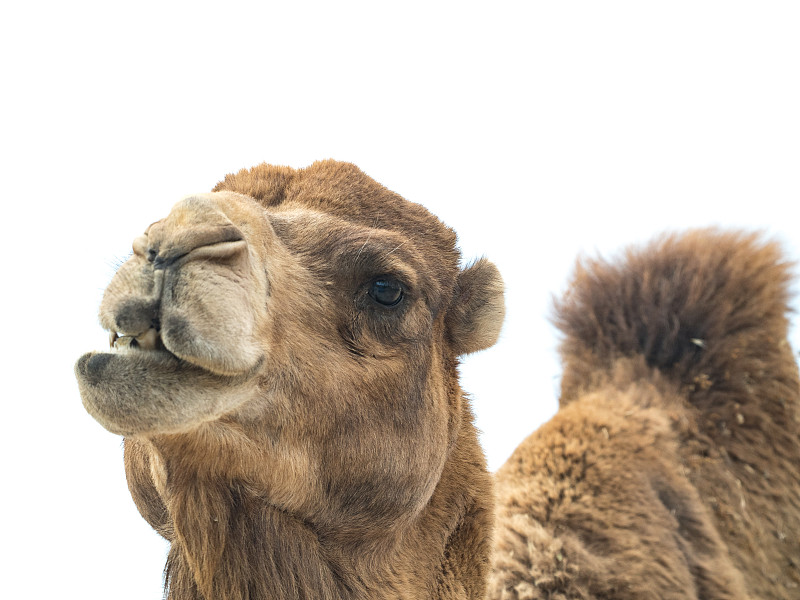 双峰骆驼,分离着色,白色背景,面部表情,幽默,驼峰,骆驼,撒哈拉沙漠,似人脸,沙子