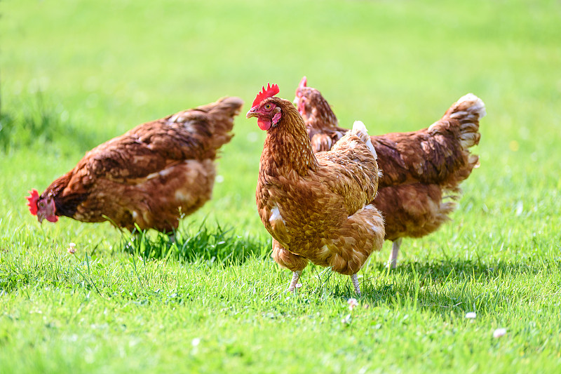鸡,自由,幸福,家禽,农场,牲畜,褐色,草地,一群鸟,营养学家
