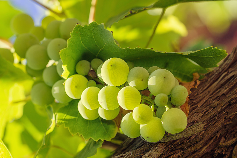 叶子,白葡萄,背景,白葡萄酒,葡萄树叶,葡萄,葡萄收获,果树,药物滥用,嫩枝