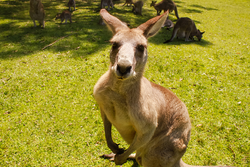 袋鼠,自然,澳大利亚,悉尼,公园,有袋亚纲,野生动物,新南威尔士,水平画幅,可爱的