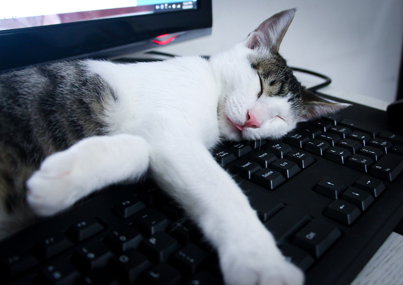 猫,计算机键盘,小猫,水平画幅,无人,中国,动物,家庭生活,生活方式,睡觉