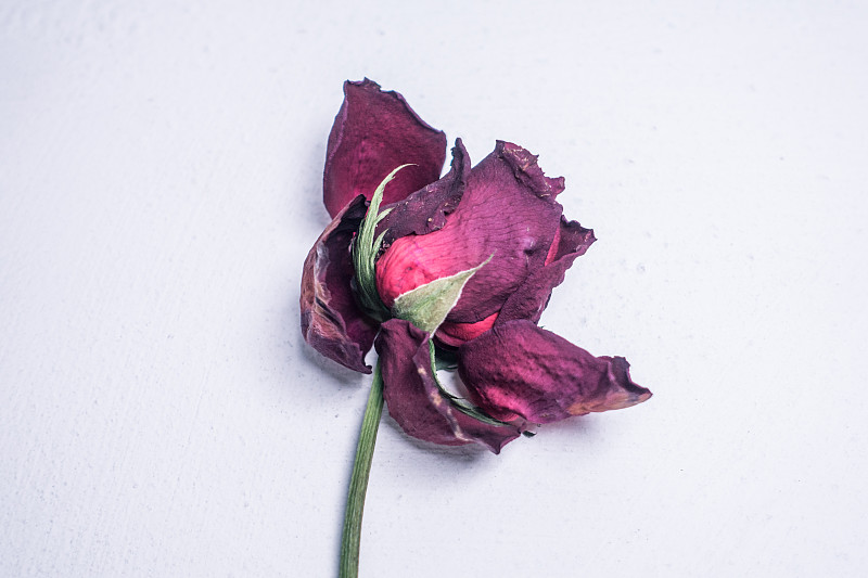 玫瑰,死的,枯萎的,干花,香水,悲痛,水平画幅,符号,古老的,干的